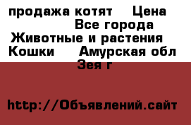 продажа котят  › Цена ­ 15 000 - Все города Животные и растения » Кошки   . Амурская обл.,Зея г.